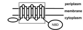 Domini accessori citoplasmatici catalitici dei trasportatori ABC LcnC LcnC, un trasportatore ABC coinvolto nella secrezione di batteriocine, che possiede un dominio accessorio citoplasmatico