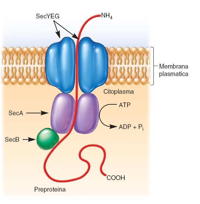traslocasi di membrana SecDF YajC= stabilizzazione-guida-controllo Lep=