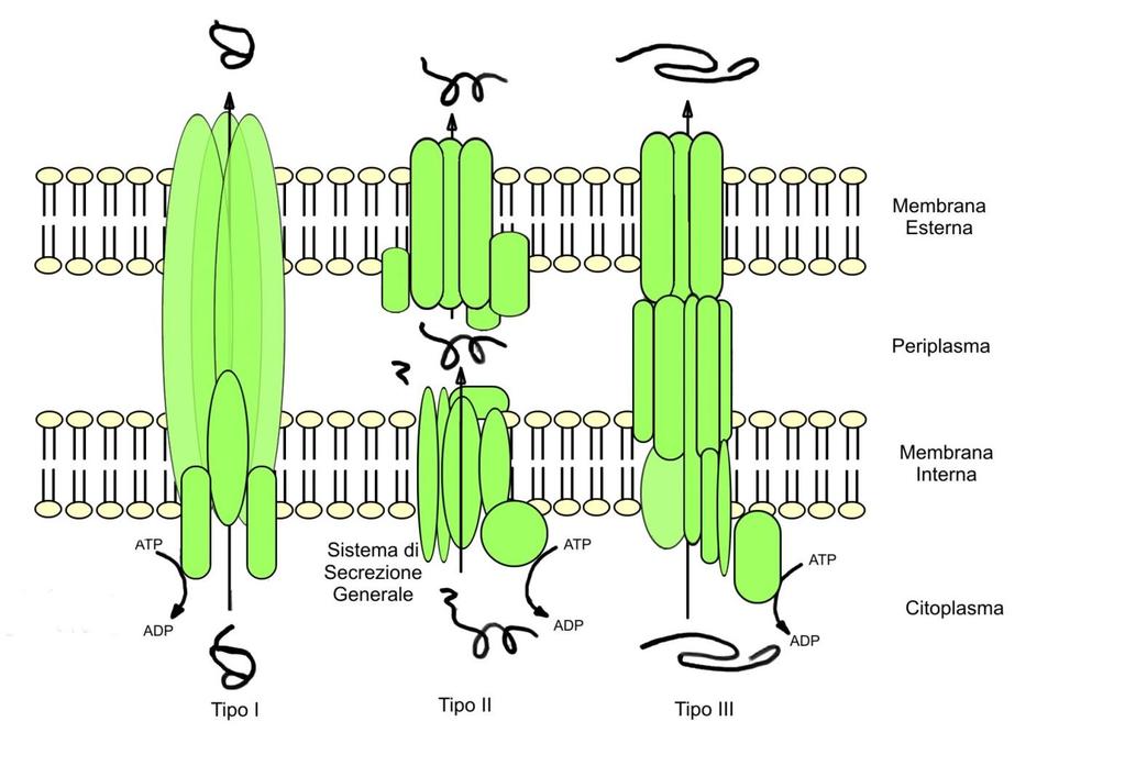 Rappresentazione schematica dei sistemi di secrezione di tipo I, tipo II e tipo III Tutti e tre i sistemi di secrezione (tipo I, II, e III) utilizzano l energia che deriva dall idrolisi di ATP.