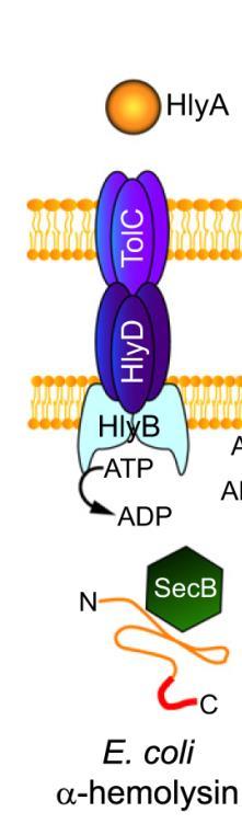 coli utilizza il sistema di tipo I per la secrezione dell a-emolisina; mentre il