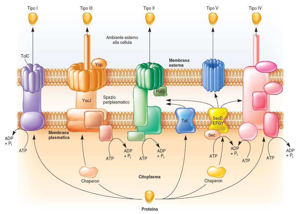 Repertorio infinito di modalità di trasporto Sistemi di secrezione dei
