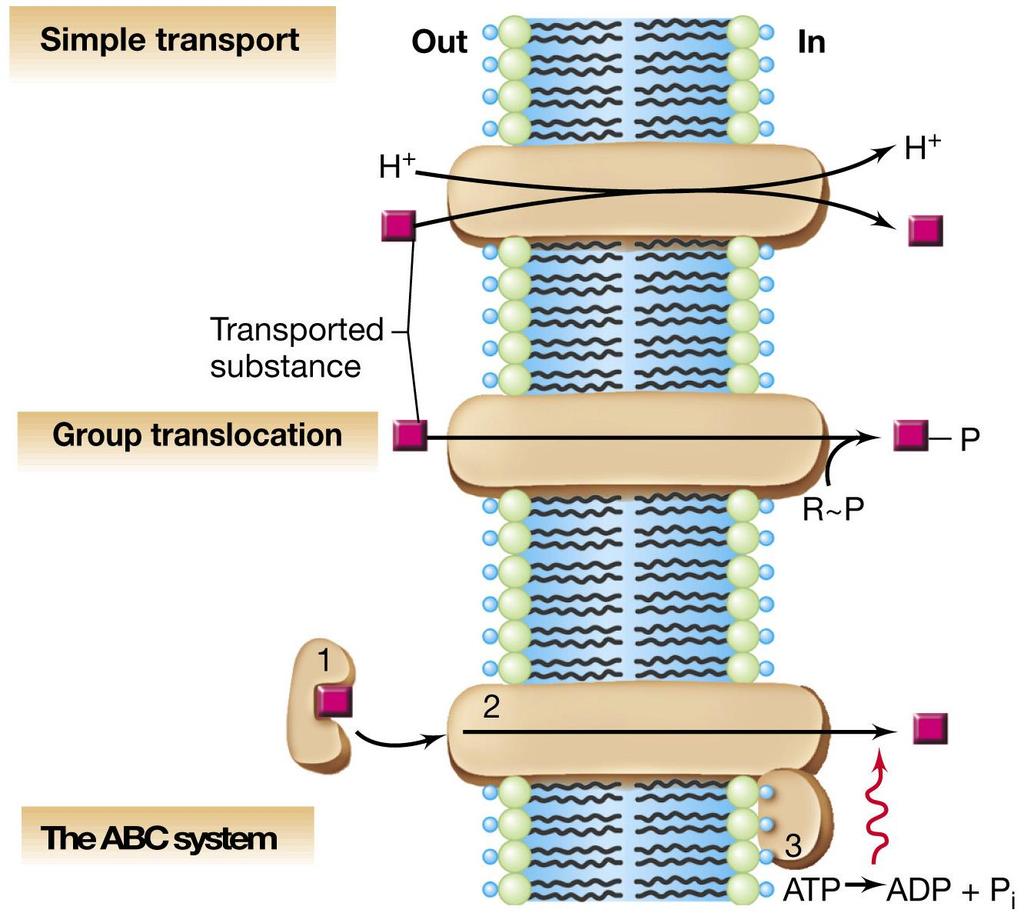 Le tre classi di sistemi di trasporto associati alla membrana Controllato dall energia associata alla forza proton-motrice Modificazione