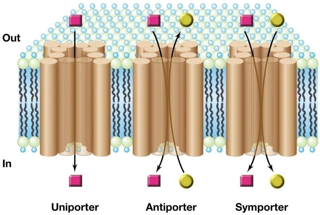 Struttura dei trasportatori transmembranari Strutturalmente questi trasportatori spesso formano 12 alfa eliche nello spessore della membrana a formare un canale di veicolo delle sostanze trasportate
