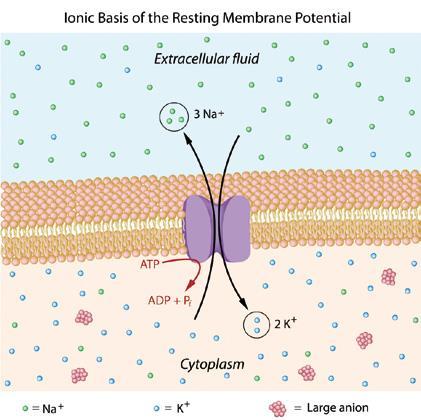 IPERTENSIONE Pompa sodio-potassio: meccanismo presente nelle membrane cellulari che regola il volume delle cellule.