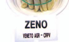 confronto varietale (prova 2006) SCOPO DELLA PROVA La prova ha avuto lo scopo di valutare l attitudine commerciale di 31 cultivar di asparago per la produzione di turioni