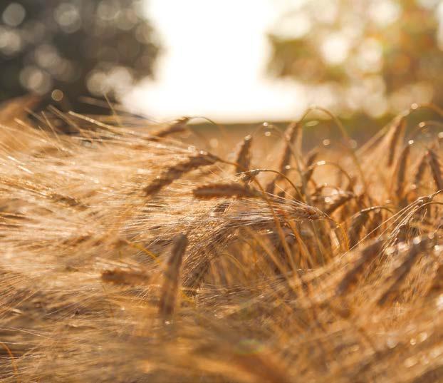 biologico, dai prodotti della cooperazione sociale ai prodotti biologici dell apicoltura.