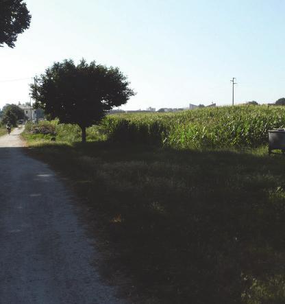 spalle, occupata da campi e orti urbani. 1. Vista della massa boscata da via Fiume Montone Abbandonato. 2.