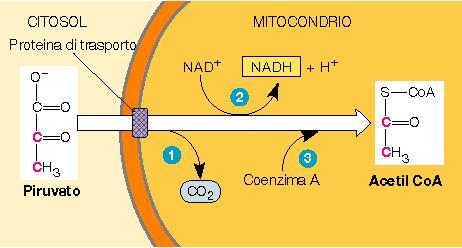 CONVERSIONE DEL PIRUVATO La glicolisi libera meno di ¼ dell energia contenuta nella molecola di glucosio In presenza di O 2 il piruvato entra nei mitocondri dove