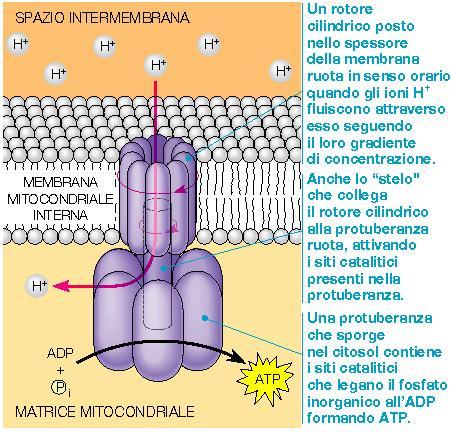 L ATP SINTETASI La membrana interna del mitocondrio è ricca di ATP SINTETASI Questo enzima è una