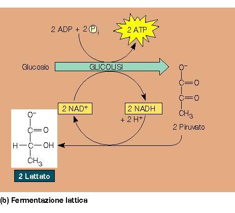 LA FERMENTAZIONE LATTICA In assenza di O 2 le cellule passano da un metabolismo ossidativo ad uno fermentativo Nella fermentazione lattica il piruvato viene ridotto ad acido lattico