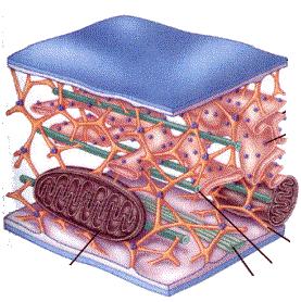 MEMBRANA PLASMATICA CITOSCHELETRO Lo scheletro