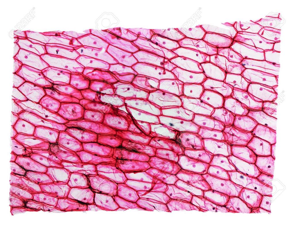 NUCLEO CELLULE DI