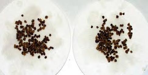 Presso il Laboratorio di Tavazzano, tranne che per le sementi confettate, viene sempre applicato il trattamento speciale del prelavaggio in acqua corrente a 25 C.