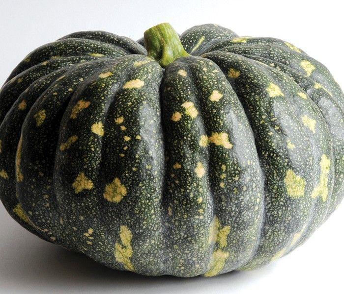 Cucurbita