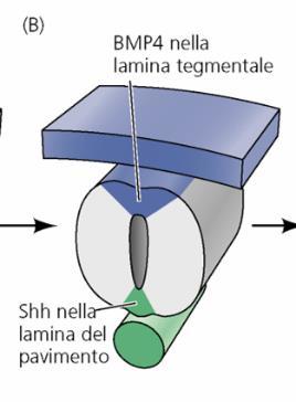 Differenziamento asse dorso-ventrale Il modello di organizzazione ventrale è indotto dalla notocorda che secerne Sonic hedgehog mentre quello