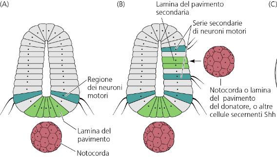 L importanza di shh nell organizzare la parte ventrale del tubo neurale può essere dimostrata sperimentalmente: 1) se si colloca in posizione adiacente al tubo neurale un altra notocorda, questa