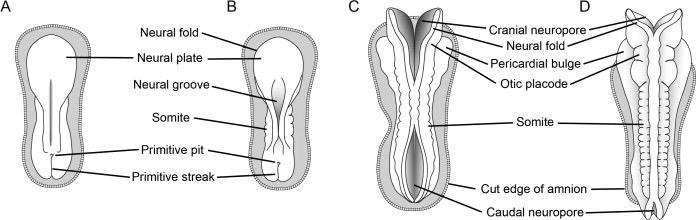 Il primitivo tubo neurale costituisce l abbozzo del SNC si possono inizialmente distinguere 2 regioni una