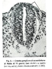 Sviluppo del midollo spinale Alla chiusura del tubo neurale,