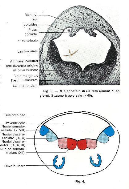 La cavità centrale si allarga e diventa il 4 ventricolo Le