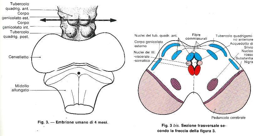Mesencefalo Vescicola mesencefalica è la sola che non si suddivide Il tetto originerà i tubercoli quadrigemini anteriori (vie ottiche) e posteriori (vie acustiche) Nei Vertebrati inferiori