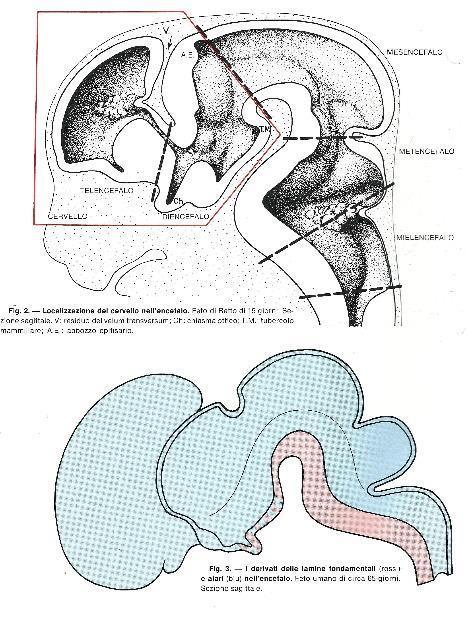 Il cervello I derivati della vescicola prosencefalica (diencefalo e telencefalo) - al di sopra del tronco cerebrale - formano il cervello propriamente detto Il prosencefalo si caratterizza per il