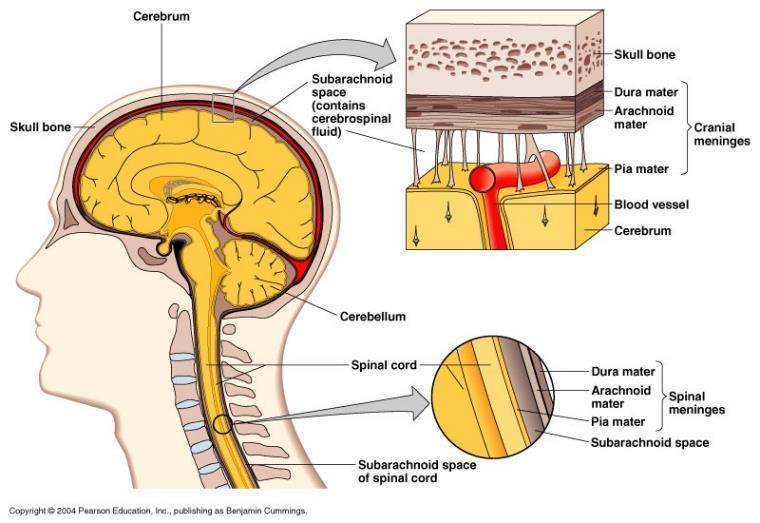 Le meningi Membrane interposte tra l osso (cranio e rachide) ed il SNC (da int.