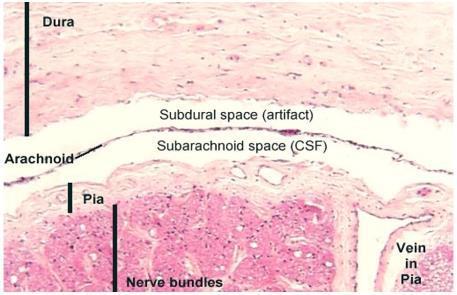 capillari sanguigni endotelio direttamente a contatto con cell neuroglia - barriera