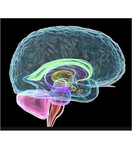 COME TRATTARE I PAZIENTI La scala è stata dimostrata efficace nel rilevare la presenza di dolore evocato. Applicare la scala nelle situazioni di mobilizzazione dei pazienti.