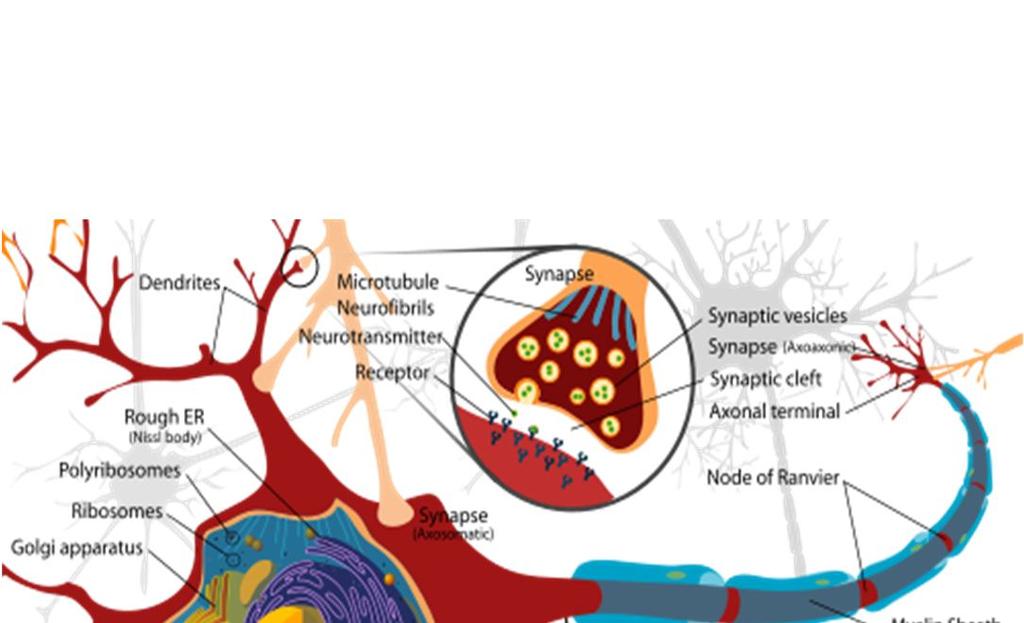 Il cervello è un agglomerato di neuroni e cellule