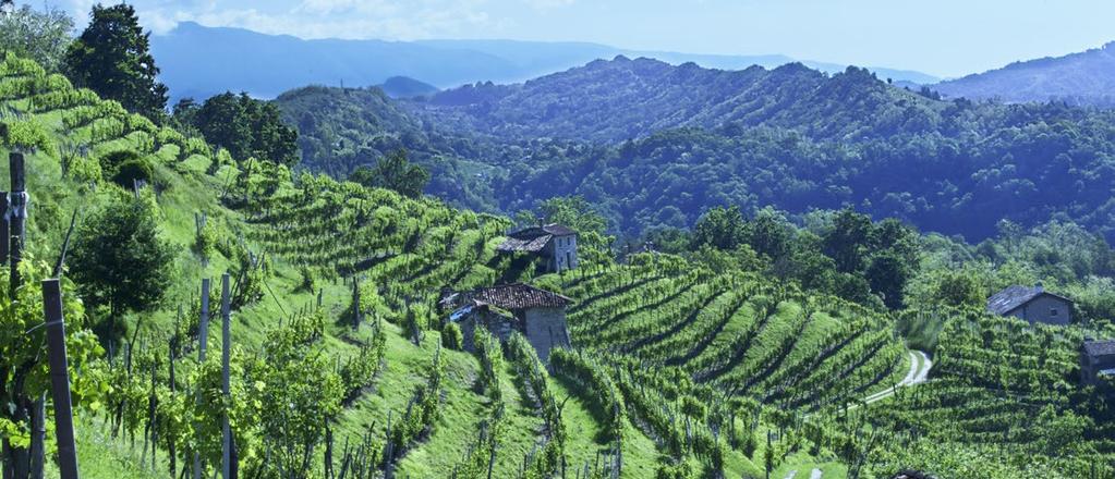 VALDOBBIADENE PROSECCO FRIZZANTE TAPPO FUNGO Vino frizzante ottenuto con fermentazione naturale in autoclave. Perlage fine e persistente. Sentori di mela e pesca.