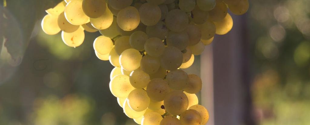 SPUMANTE EXTRA DRY Vino spumante ottenuto da uve delle colline trevigiane. Ha profumi intensi caratteristici di fruttato che ricordano alcuni fiori primaverili.