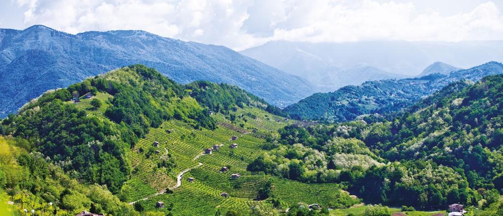 VALDOBBIADENE PROSECCO SUPERIORE SELEZIONE BOTTIGLIA NERA - BRUT Vino spumante ottenuto dalla selezione delle nostre migliori uve Di spiccata eleganza, con intensi profumi