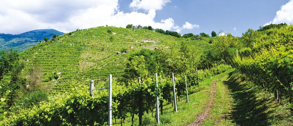 VALDOBBIADENE PROSECCO SUPERIORE SELEZIONE BOTTIGLIA NERA - DRY Vino spumante ottenuto dalla selezione delle nostre migliori uve Di spiccata eleganza, con intensi profumi fruttati e dal gusto amabile.