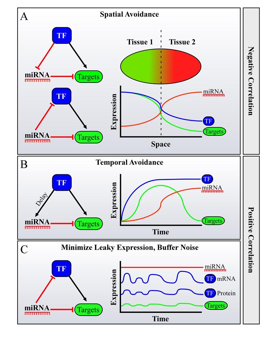 5.9 - microrna intro loop di regolazione