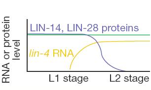 5.12 - microrna intro 1993: lin-4 non codifica per una proteina ma per un piccolo RNA (strna) lin-4 inibisce la traduzione