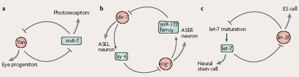 5.9 - microrna intro loop di regolazione bistabili che coinvolgono mirna differenziamento dell occhio di Drosophila specifcazione spaziale