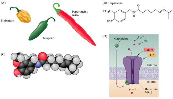 CAPSAICINA attiva nocicettori polimodali,quando applicata alla mucosa orale produce irritazione Se viene iniettata nella pelle produce un dolore pungente e