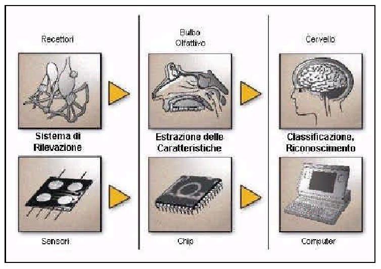 Naso elettronico I sensori sono capaci di riconoscere determinati odori, una volta appresi, e ricondurli all impianto che li provoca.