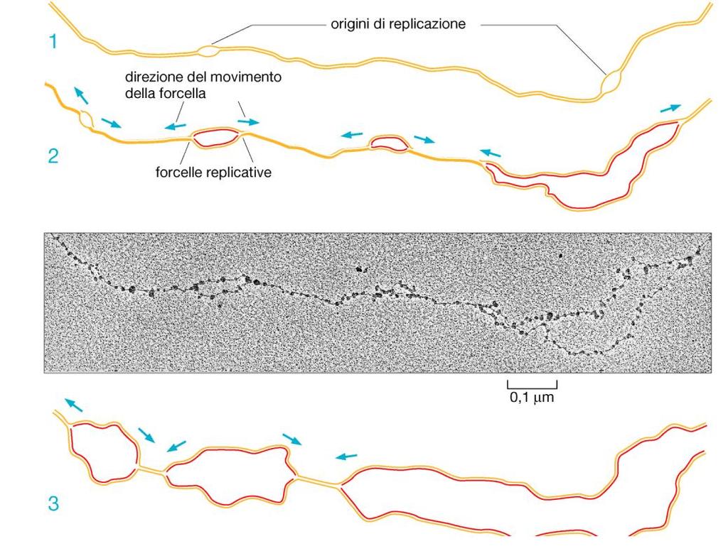 Si ritiene che una forcella replicativa si arresti solo quando si imbatte in un