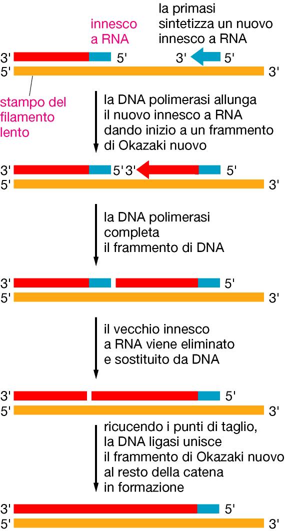 La DNA polimerasi esige un filamento innesco (primer) alla cui estremità 3 -OH sommerà