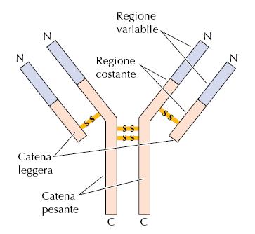 Altri esempi importanti di ricombinazione sito