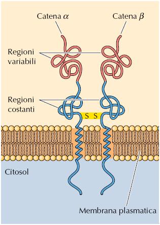 genomi: l esempio del SISTEMA IMMUNITARIO Cellule