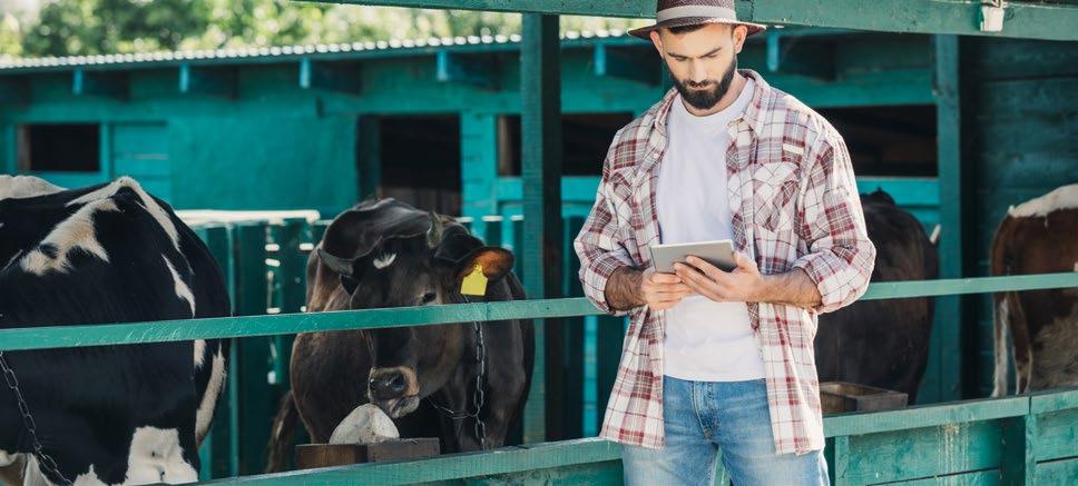 COW Anche nel settore della zootecnia sta prendendo sempre più piede la tecnologia IoT.