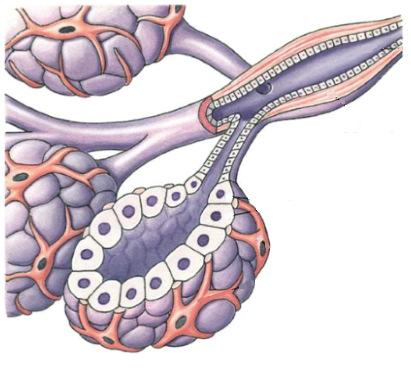 induce la secrezione del latte Dotti Capezzolo Areola