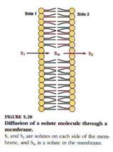 Trasporto di soluti attraverso le membrane Membrane Trasporti Biotecnologie_2012 La cellula ha bisogno di essere selettiva ma efficiente quando importa o esporta metaboliti e