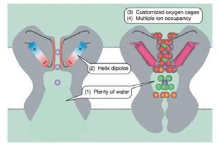 associated water molecules have been displaced as a result of interactions between K +