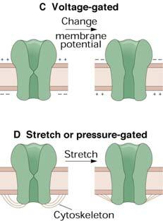 channels during an action potential (A) Changes in membrane potential at one point on a