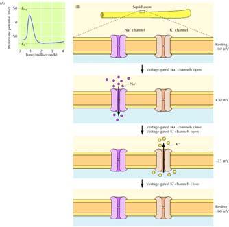 The membrane potential then falls below its resting value as the Na + channels are