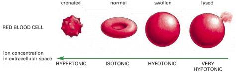 effetto ha risvolti importanti, per esempio, in seguito a rapide variazioni di concentrazione del plasma sanguigno.