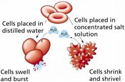 Effetti della pressione osmotica Le cellule vegetali hanno una parete cellulare